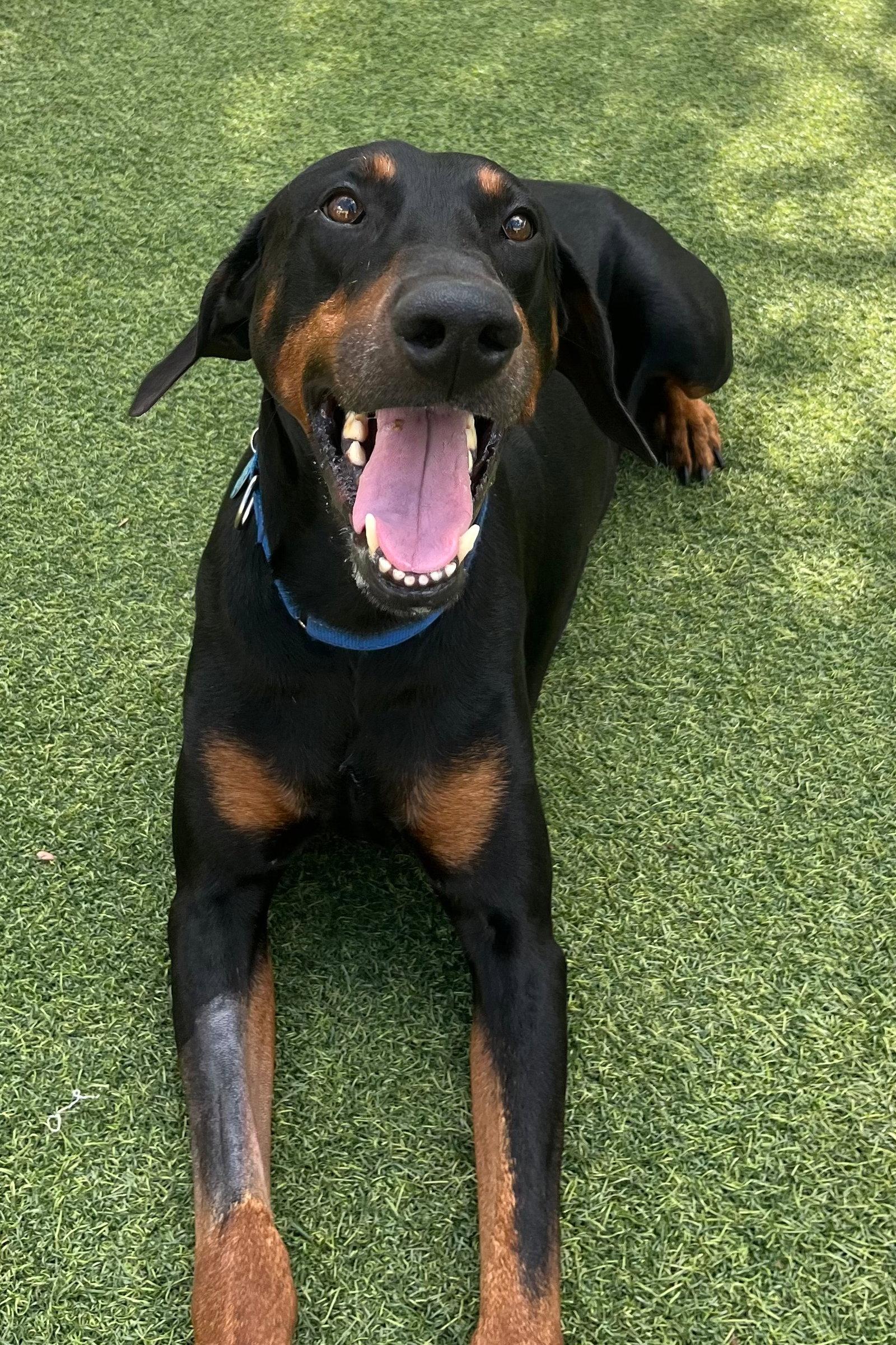 Enlarge Apollo 3512, a Adopted Doberman Pinscher in Oakland Park, FL image 2/3