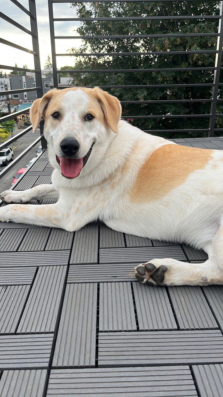 Radish — thumbnail 8