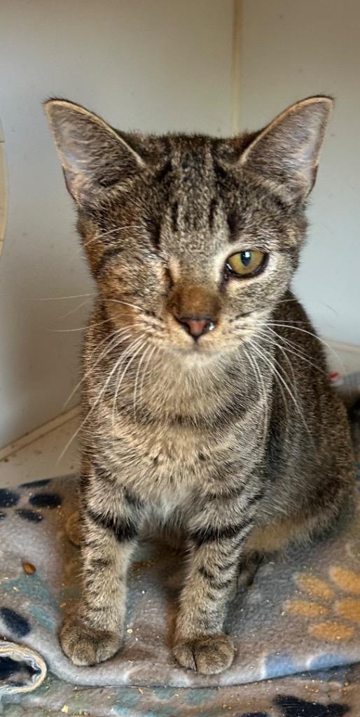 Hannah, Adoptable, Young Female Domestic Short Hair.