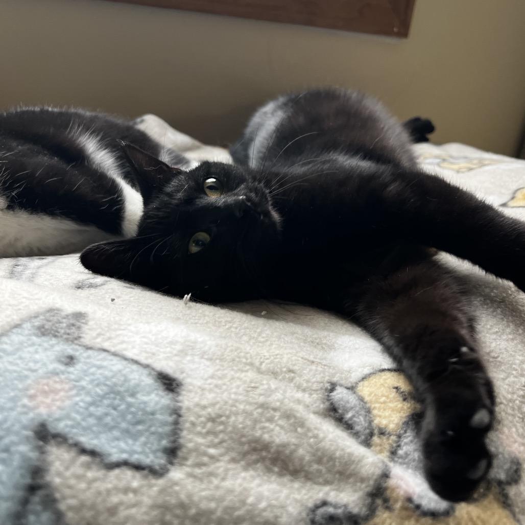 Enlarge Sugar, a Adoptable Domestic Short Hair in Harrisville, WV image 1/3