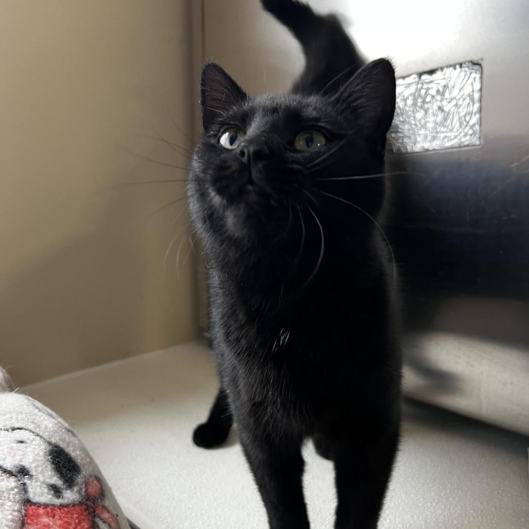 Enlarge Sugar, a Adoptable Domestic Short Hair in Harrisville, WV image 2/3