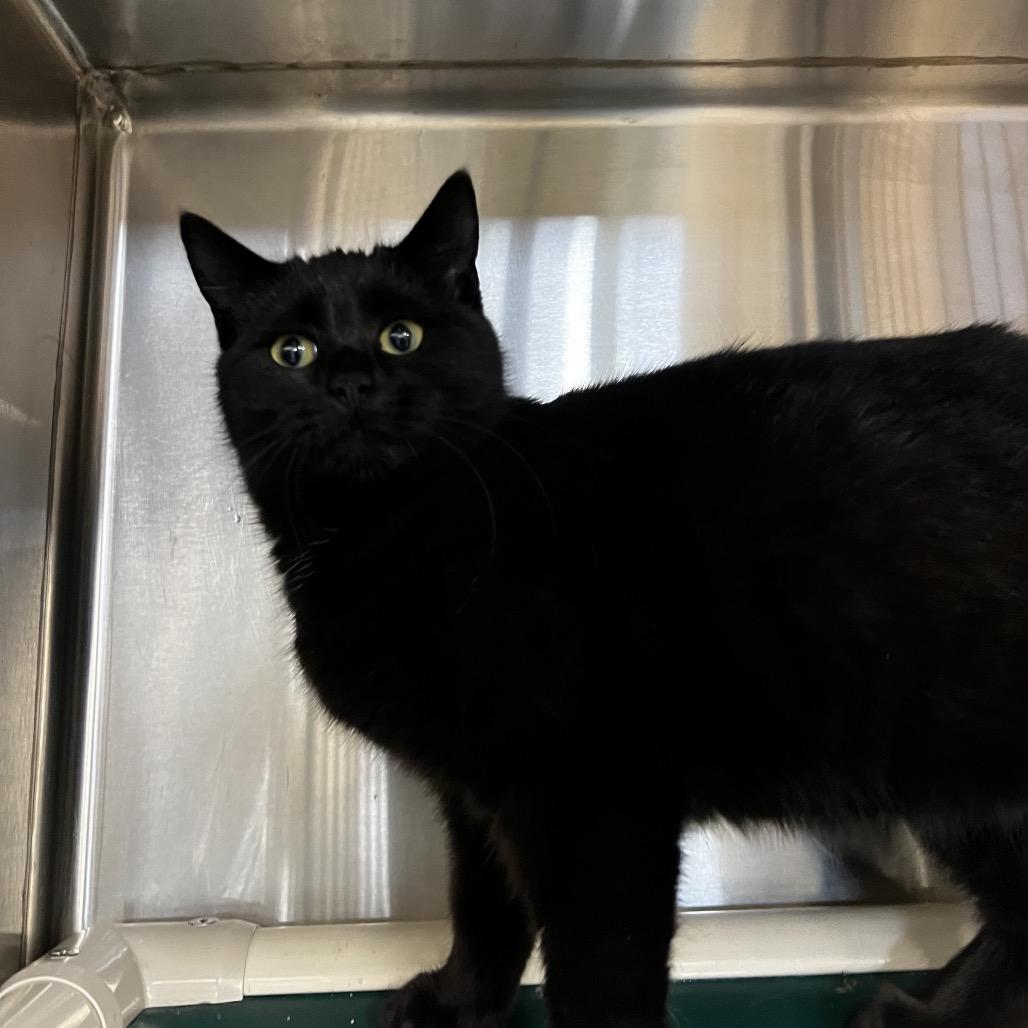 Sugar, Adoptable, Kitten Female Domestic Short Hair.