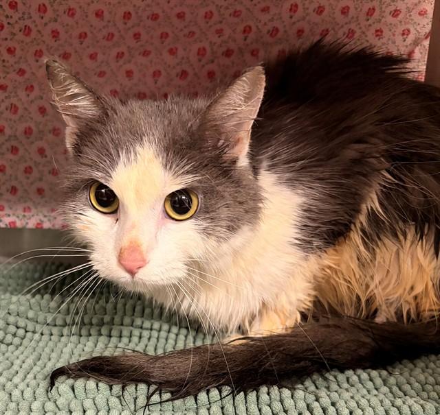 Enlarge EUNICE, a Adoptable Domestic Medium Hair in Minneapolis, MN image 1/1