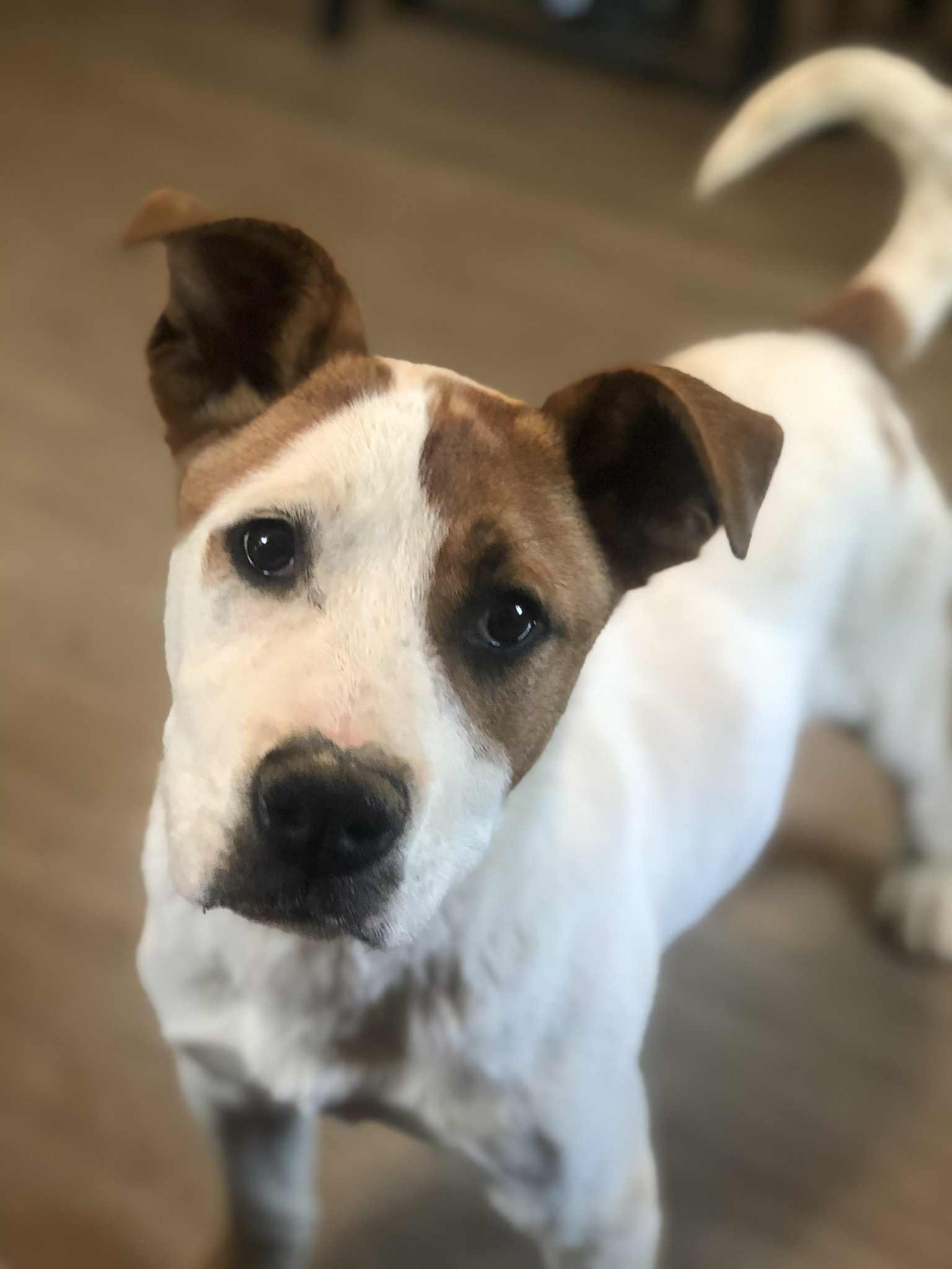 Enlarge Luke, an adoptable mixed breed in Campton, KY image 1/4