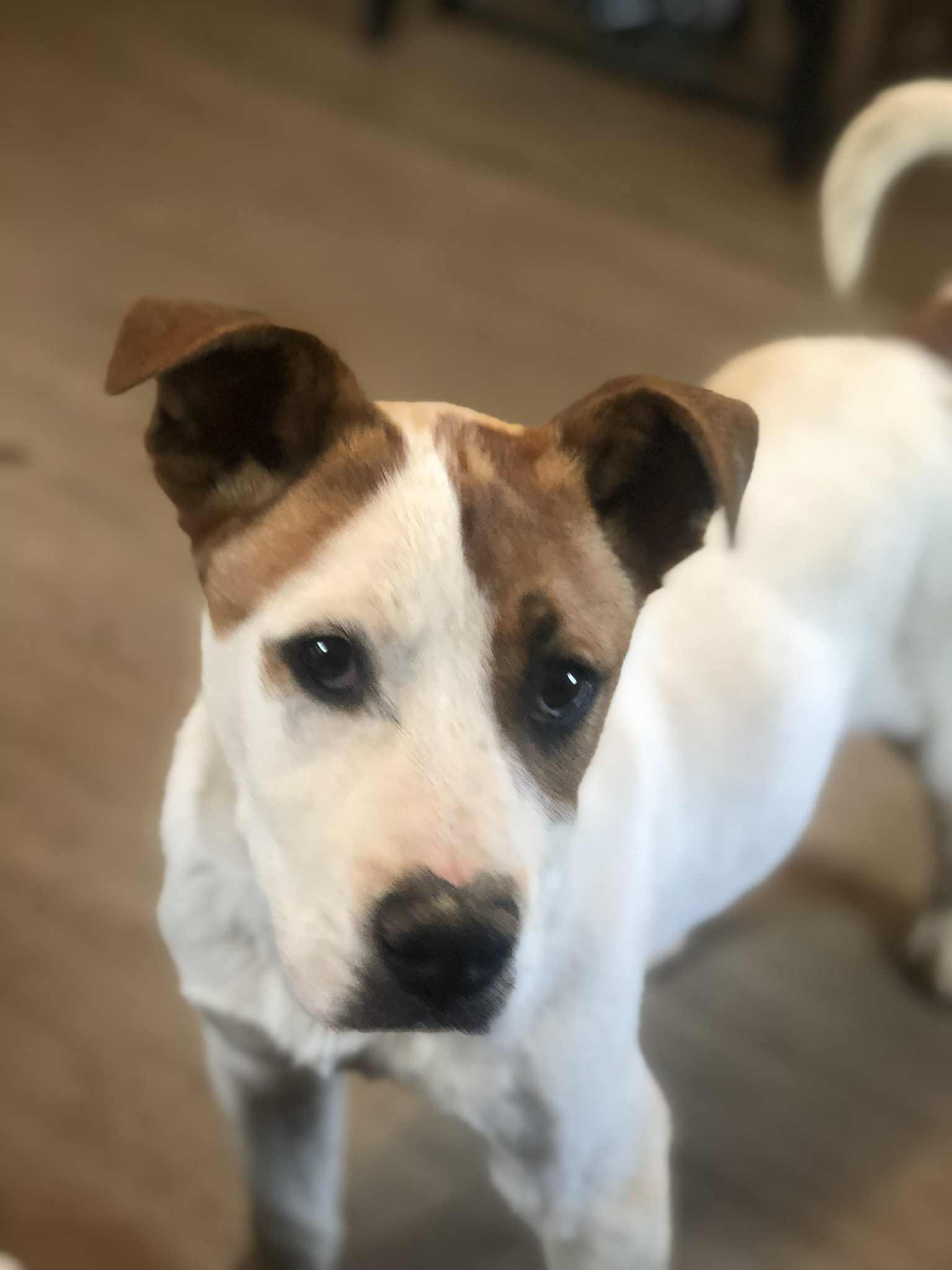 Enlarge Luke, an adoptable mixed breed in Campton, KY image 4/4