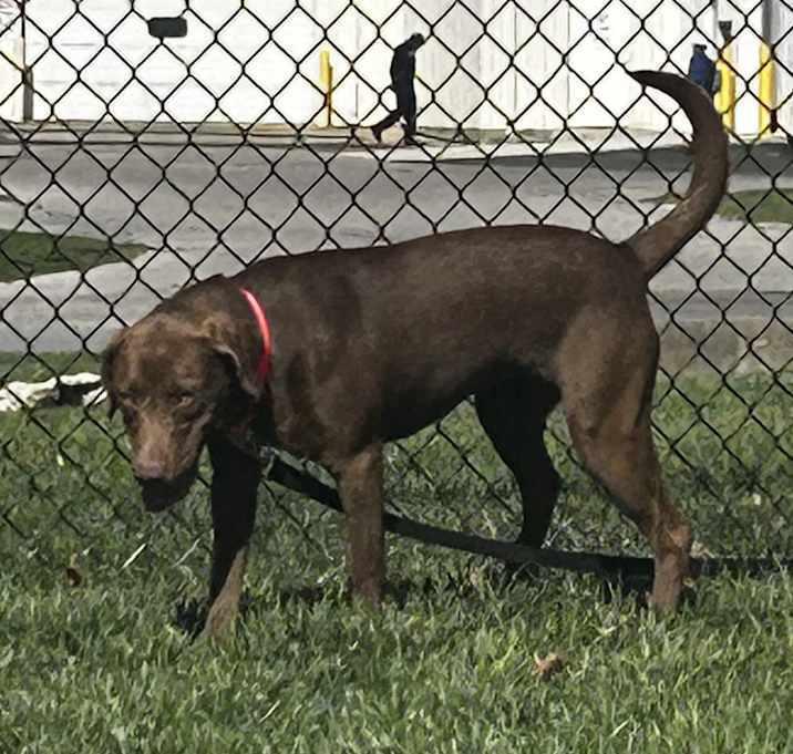 Kiara, Adoptable, Puppy Female Labrador Retriever.