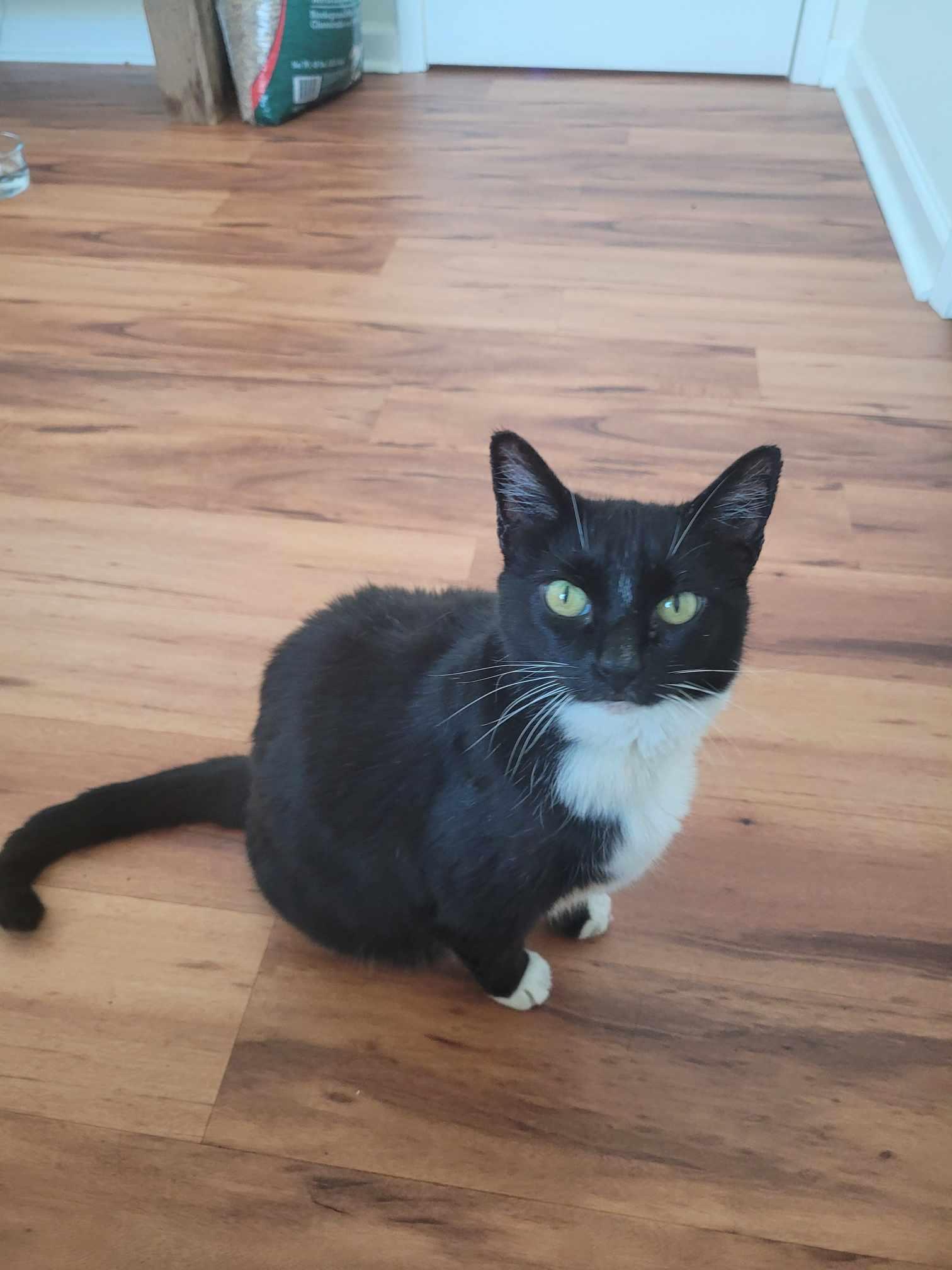 Enlarge Checkers, a Adopted Domestic Short Hair in North Myrtle Beach, SC image 3/6