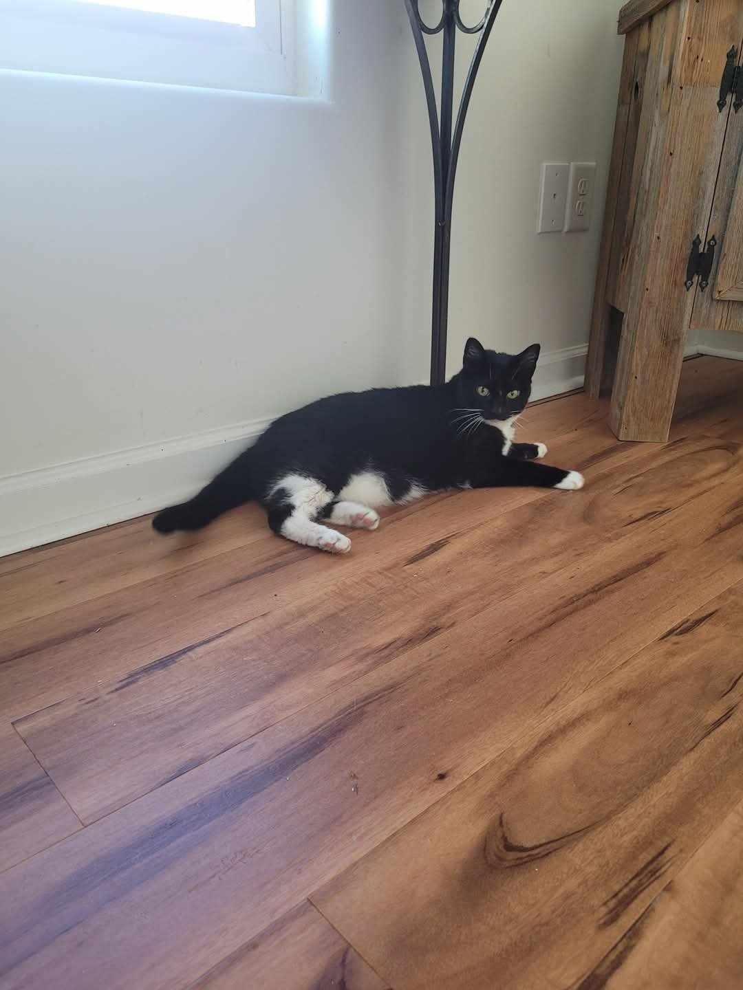 Enlarge Checkers, a Adopted Domestic Short Hair in North Myrtle Beach, SC image 6/6