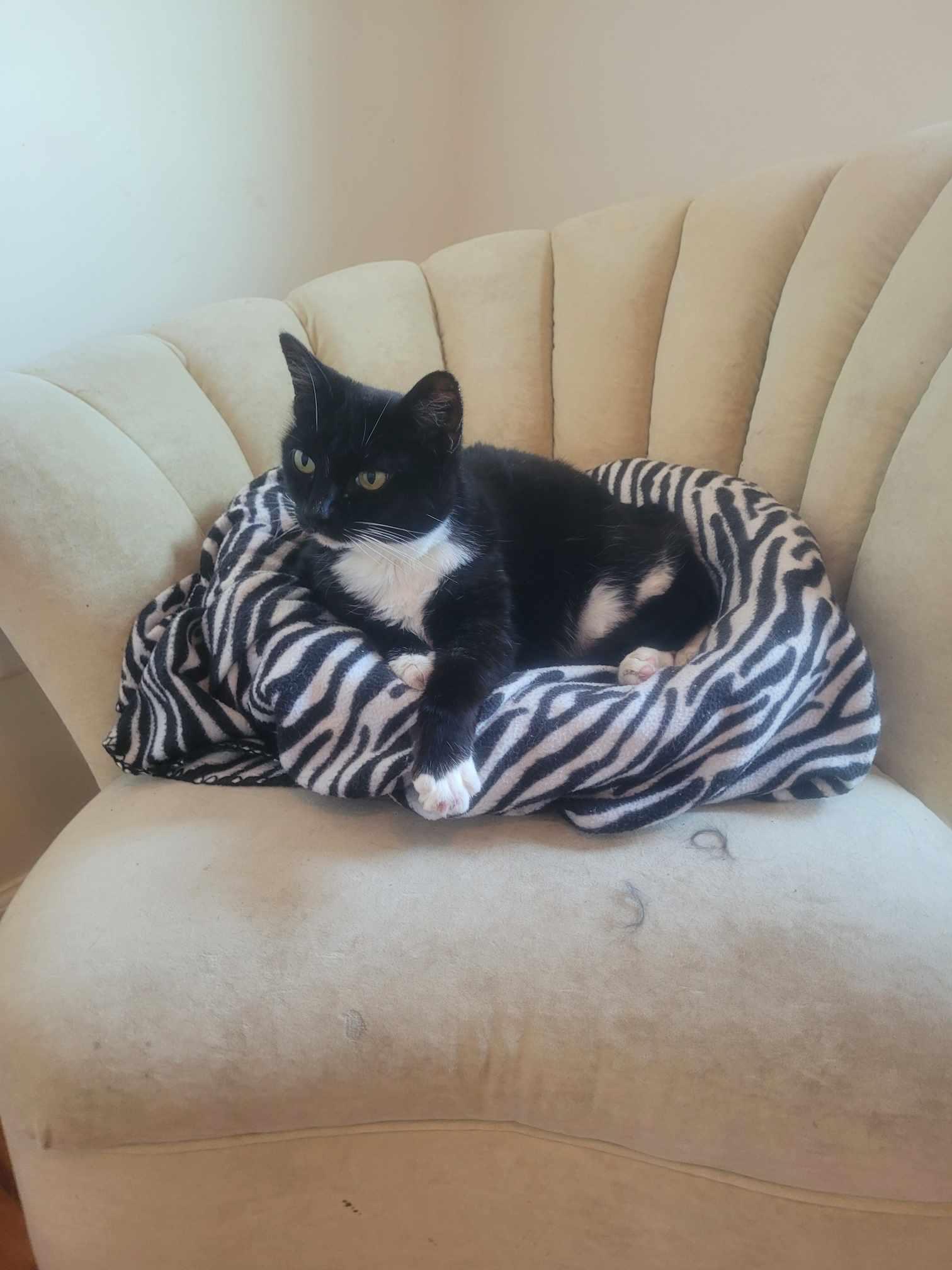 Enlarge Checkers, a Adopted Domestic Short Hair in North Myrtle Beach, SC image 2/6