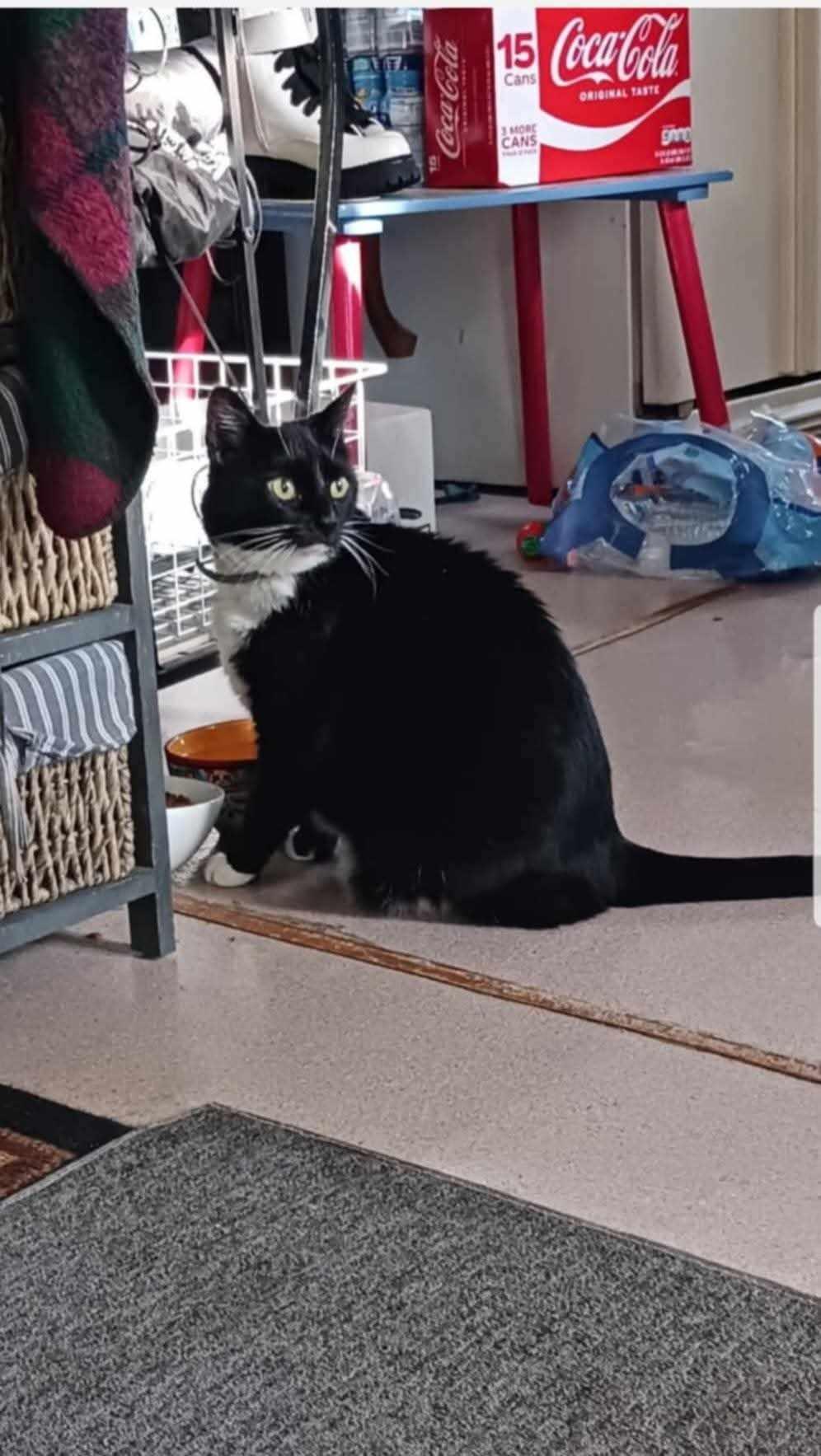 Enlarge Checkers, a Adopted Domestic Short Hair in North Myrtle Beach, SC image 5/6