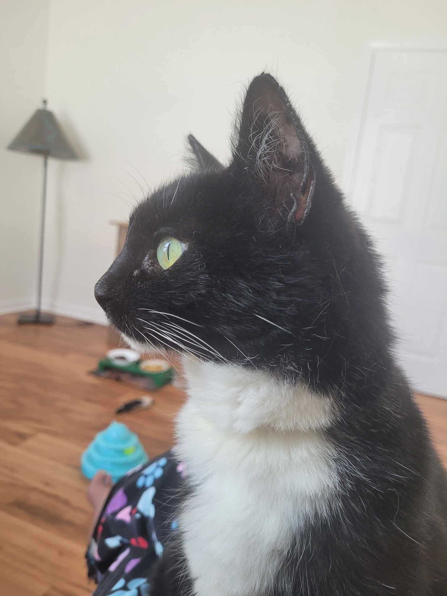 Enlarge Checkers, a Adopted Domestic Short Hair in North Myrtle Beach, SC image 1/6