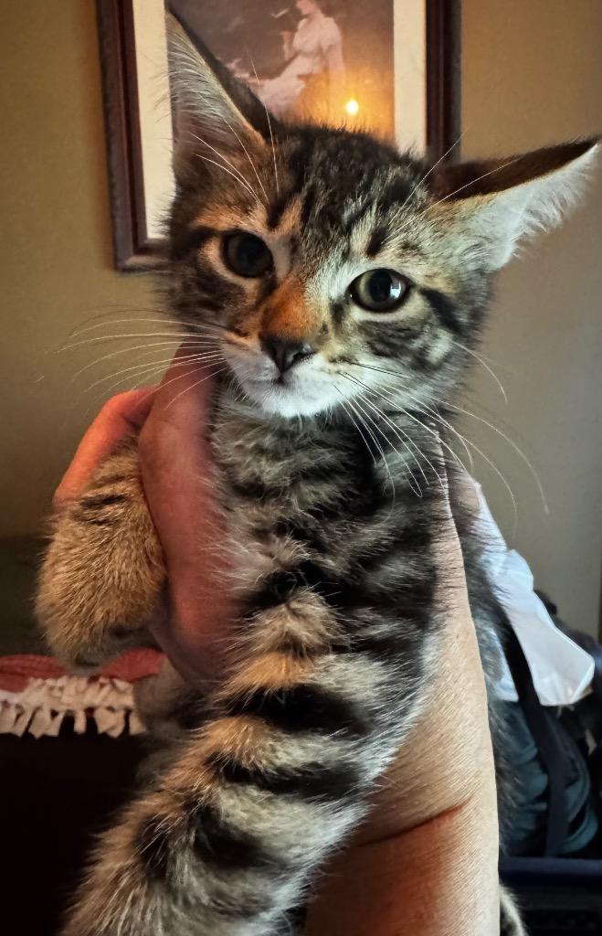 Dawn, Adoptable, Kitten Male Domestic Short Hair.