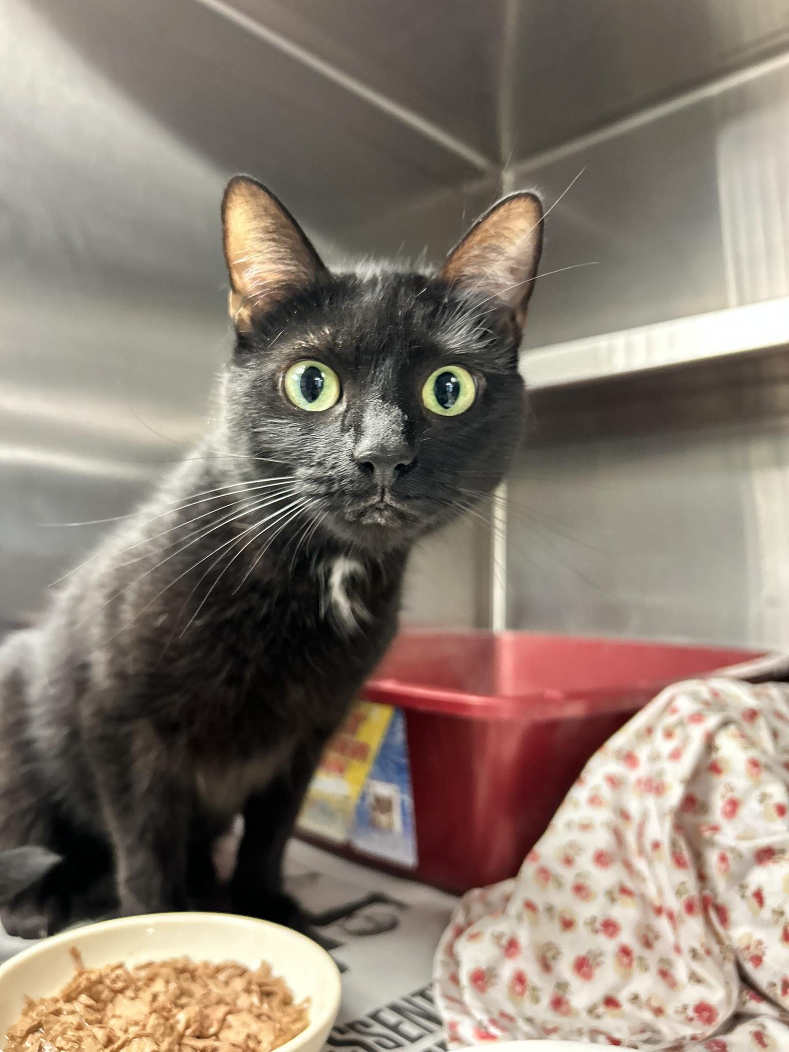 Bella, Adopted, Adult Female Domestic Short Hair.