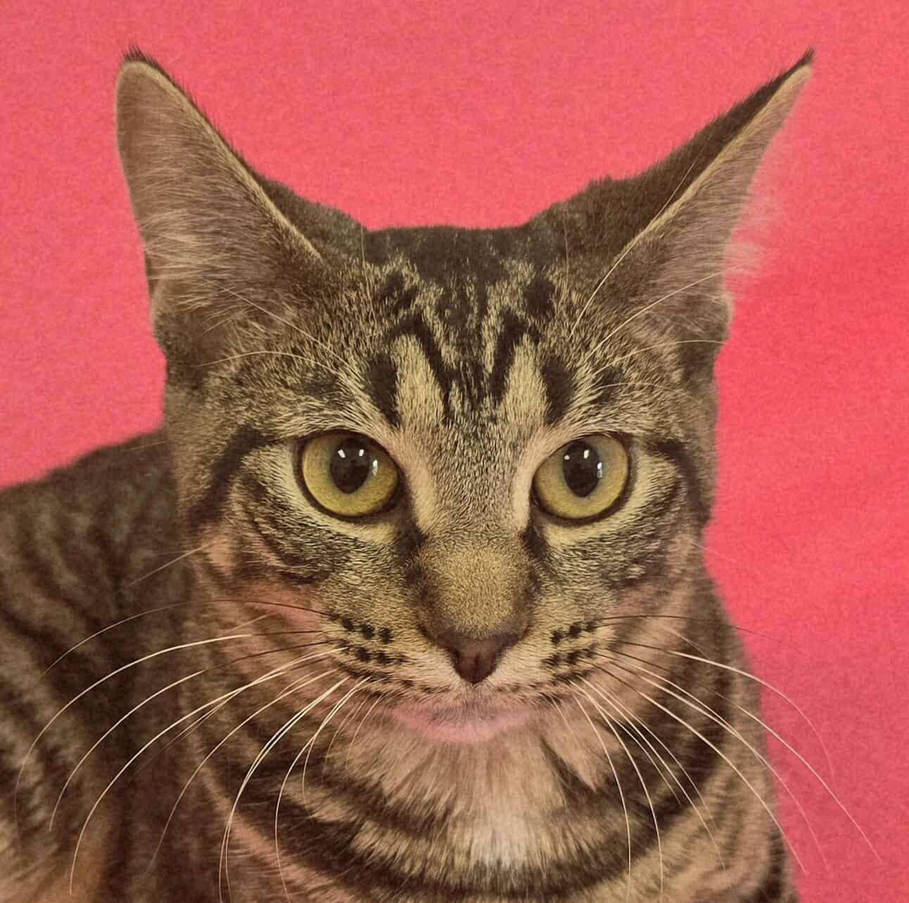 Enlarge Cassiopeia, a Adoptable mixed breed in Frankfort, IN image 2/4