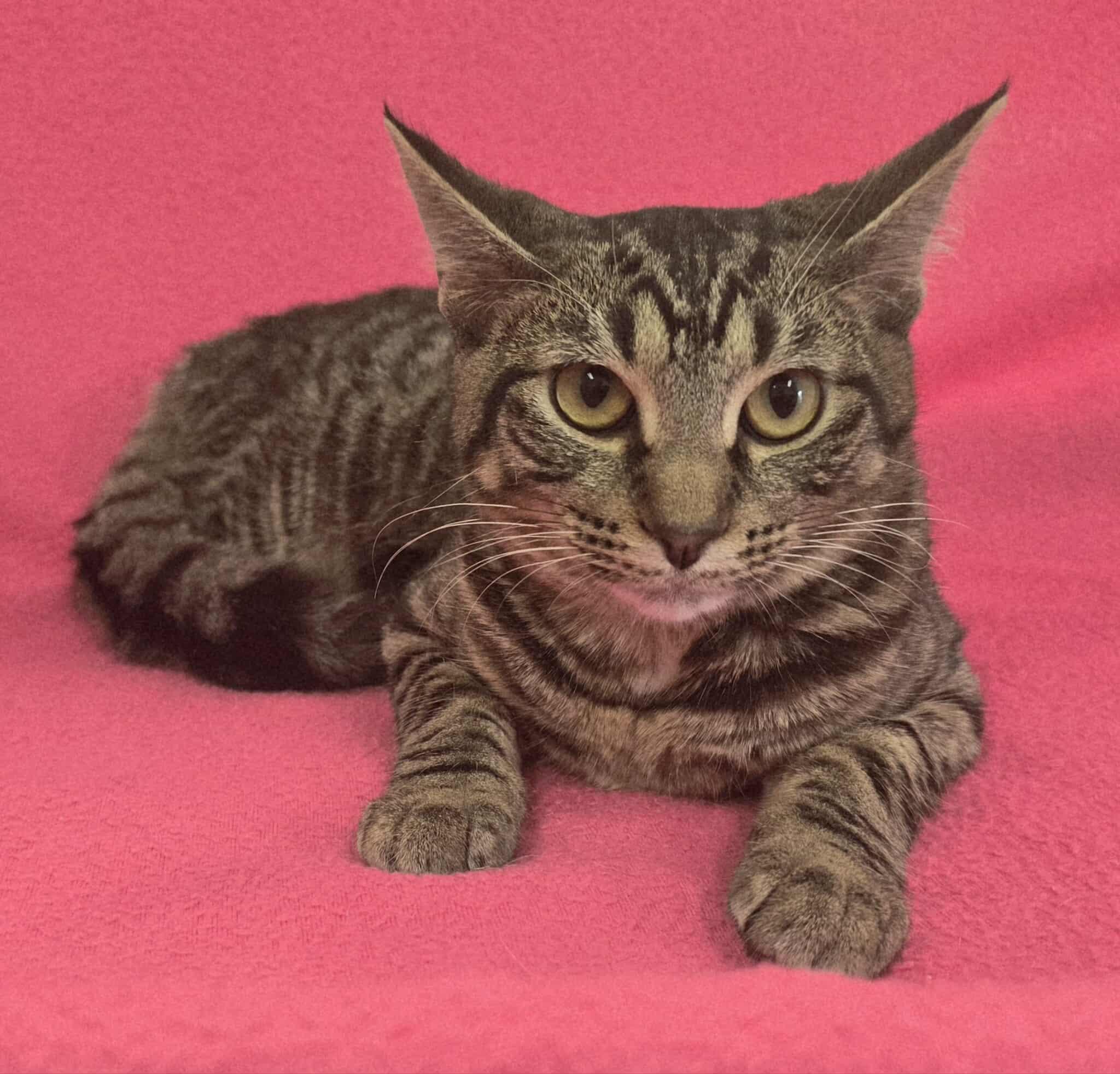 Enlarge Cassiopeia, a Adoptable mixed breed in Frankfort, IN image 3/4