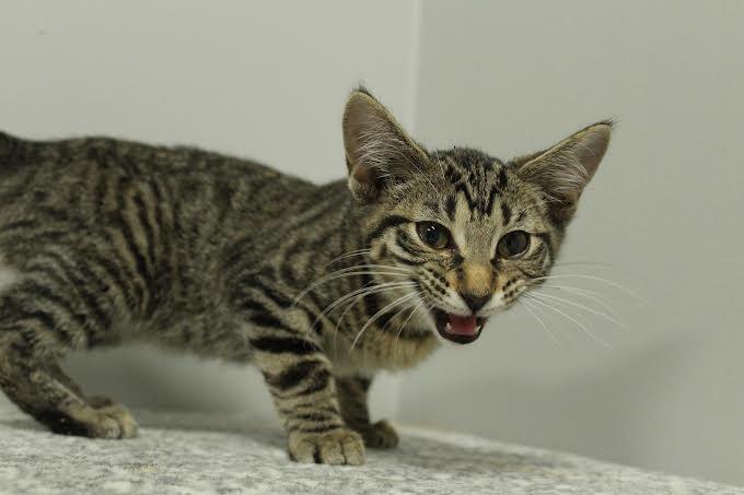 Cassiopeia, Baby Female Domestic Short Hair