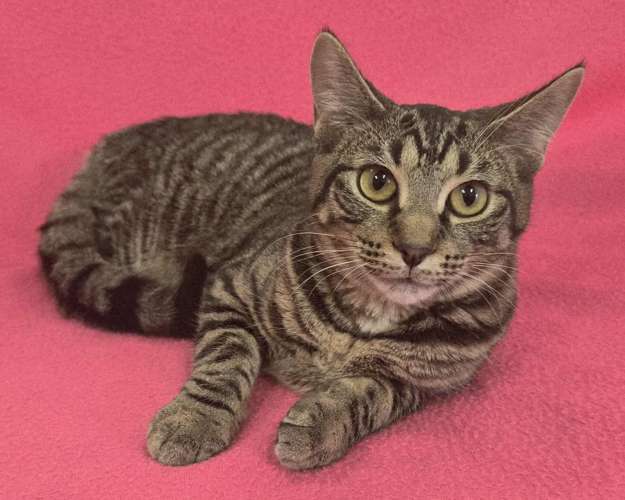 Enlarge Cassiopeia, a Adoptable mixed breed in Frankfort, IN image 1/4