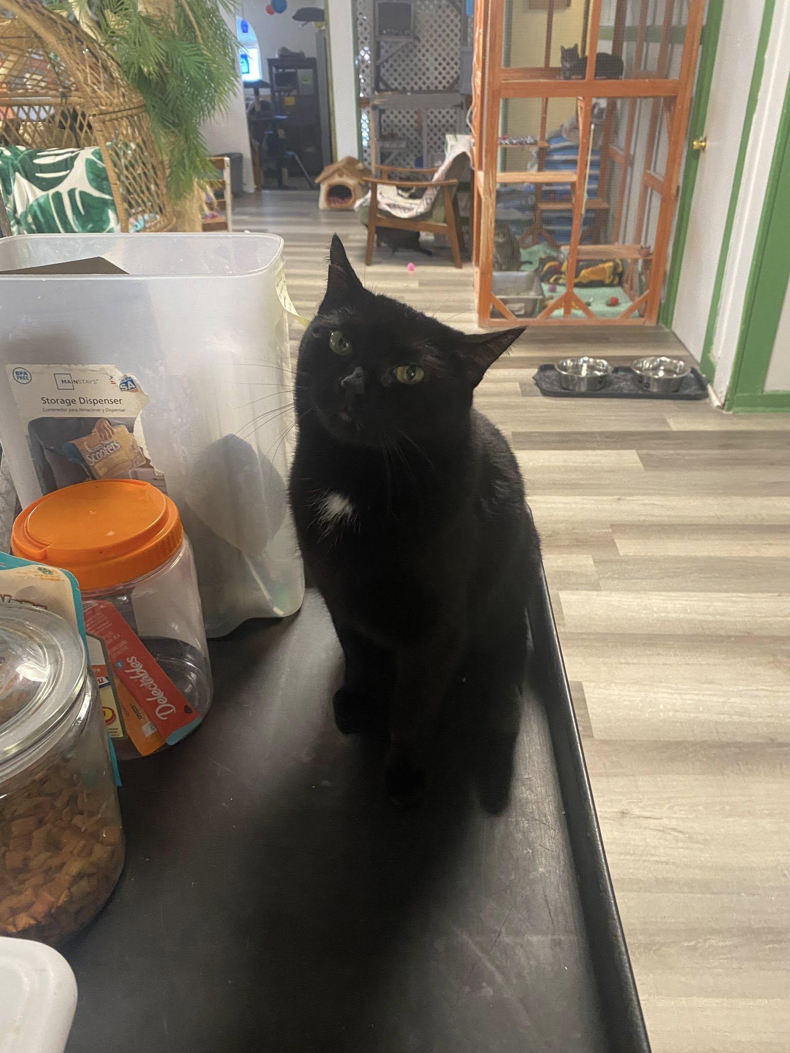 Enlarge Maple, a ADOPTABLE Domestic Short Hair in Erie, PA image 2/2