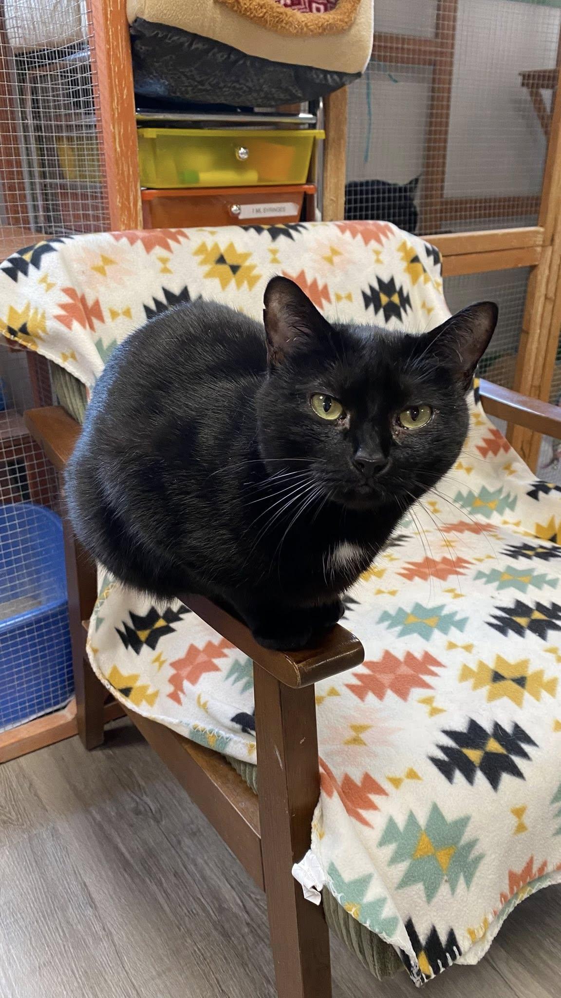 Maple, ADOPTABLE, Adult Female Domestic Short Hair.