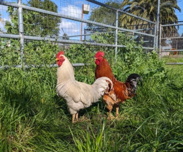MUCK*, a Adoptable Chicken in Santa Cruz, CA image 1/2