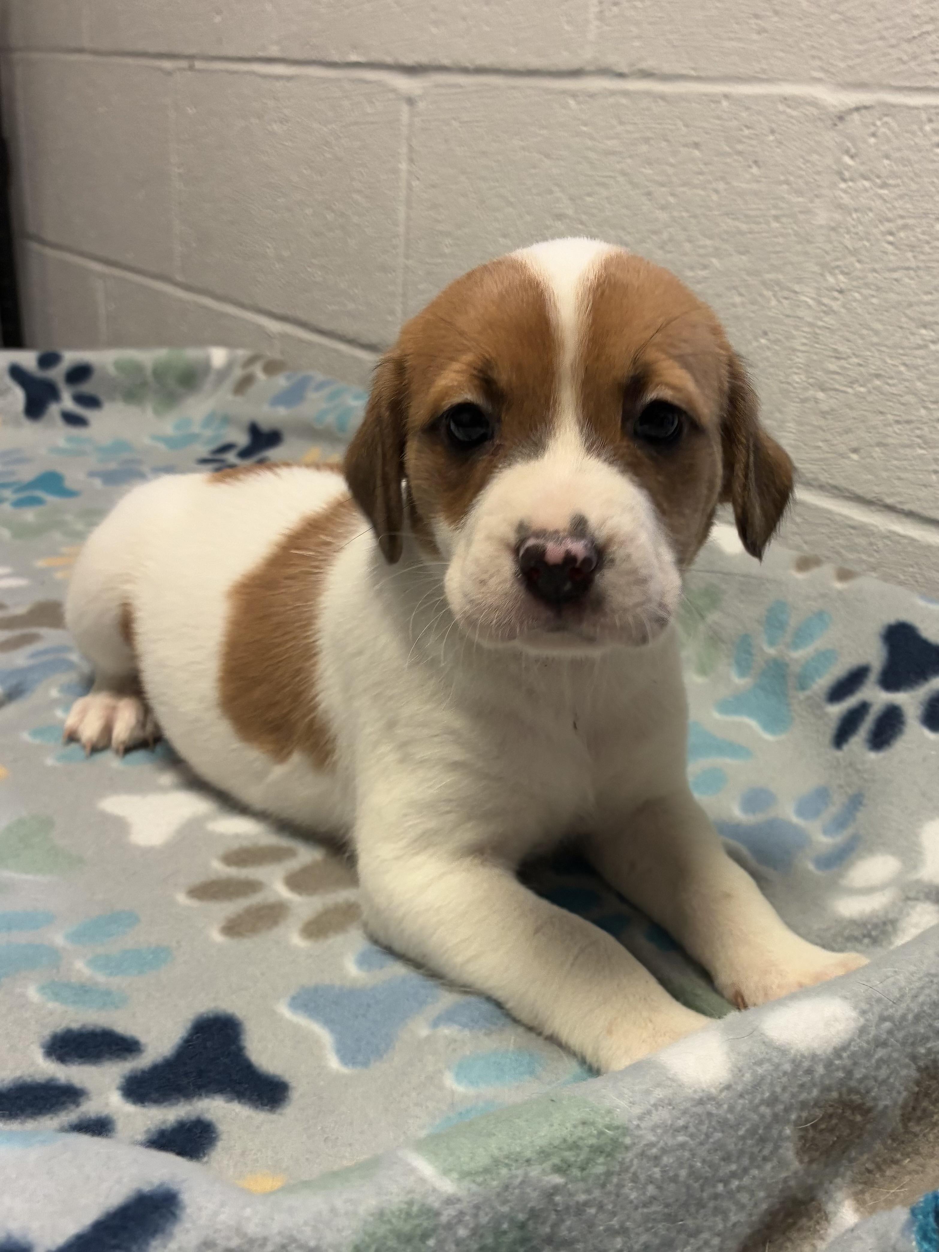 Francene, an adopted mixed breed in Heathsville, VA image 1/2