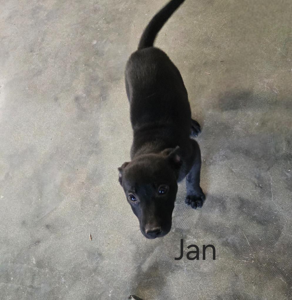 Enlarge Jan, a Adoptable mixed breed in Junction, TX image 1/4