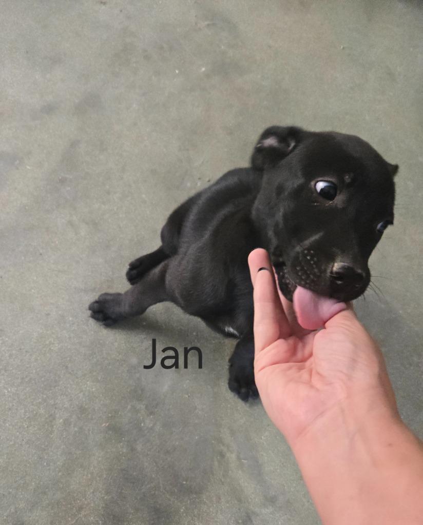 Enlarge Jan, a Adoptable mixed breed in Junction, TX image 2/4