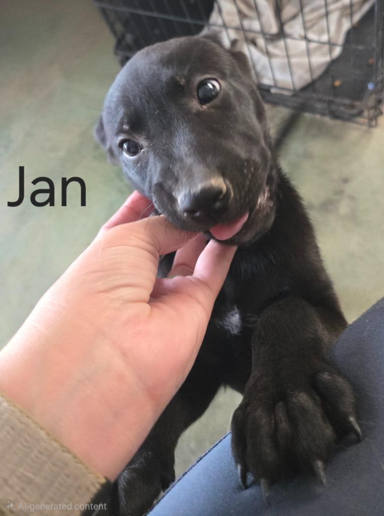 Enlarge Jan, a Adoptable mixed breed in Junction, TX image 3/4