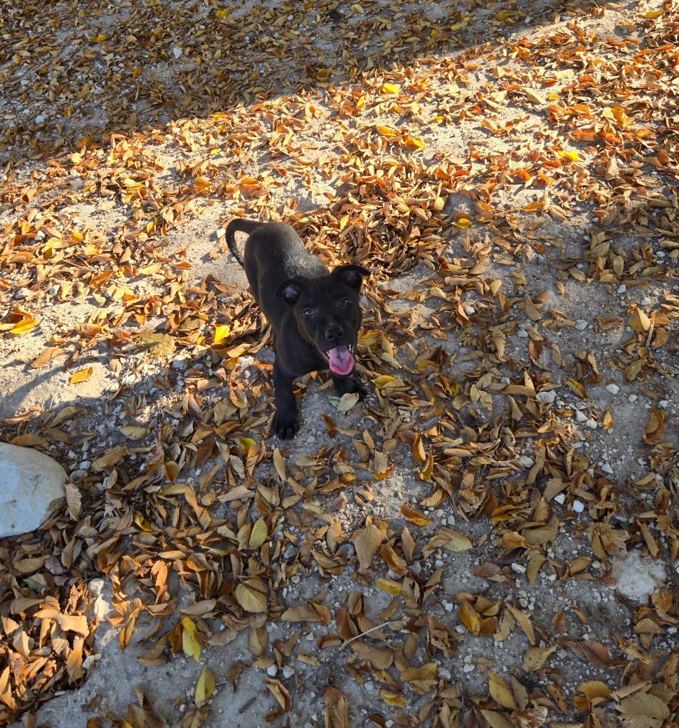 Enlarge Jan, a Adoptable mixed breed in Junction, TX image 3/4