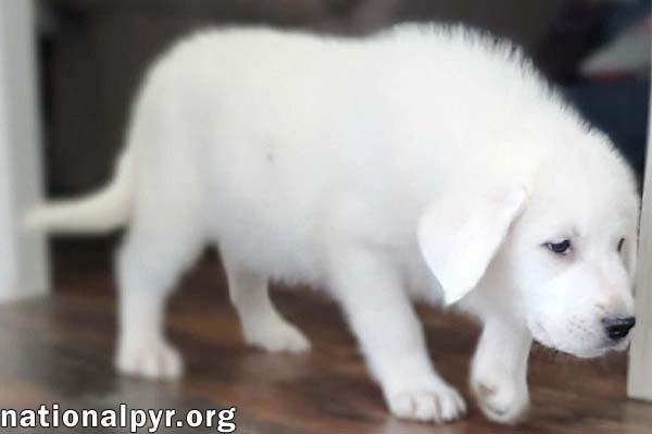 Enlarge Akita in KY - A Thoughtful Observer!, an adopted mixed breed in Paducah, KY image 3/4