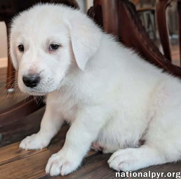 Enlarge Akita in KY - A Thoughtful Observer!, an adopted mixed breed in Paducah, KY image 2/4