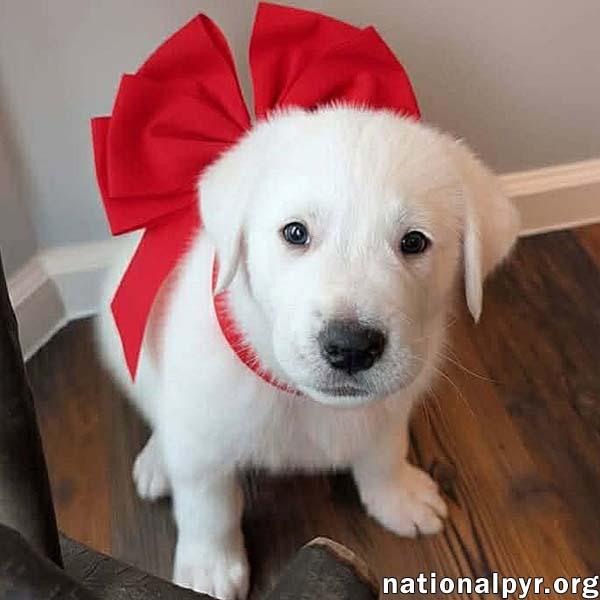 Akita in KY - A Thoughtful Observer!, adopted, Puppy Male Great Pyrenees.
