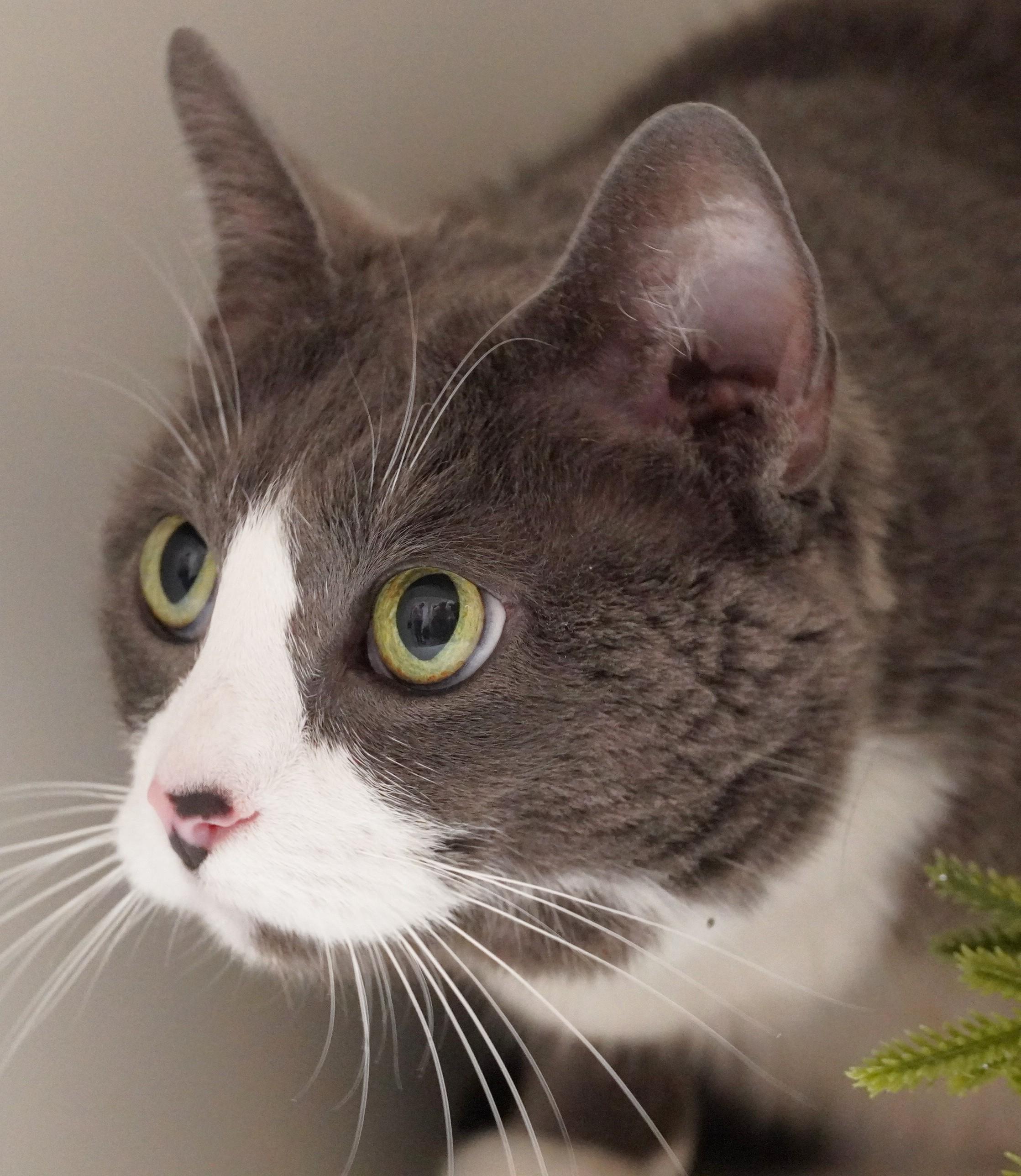 Scarlett, a ADOPTABLE Domestic Short Hair in Grants Pass, OR image 2/3