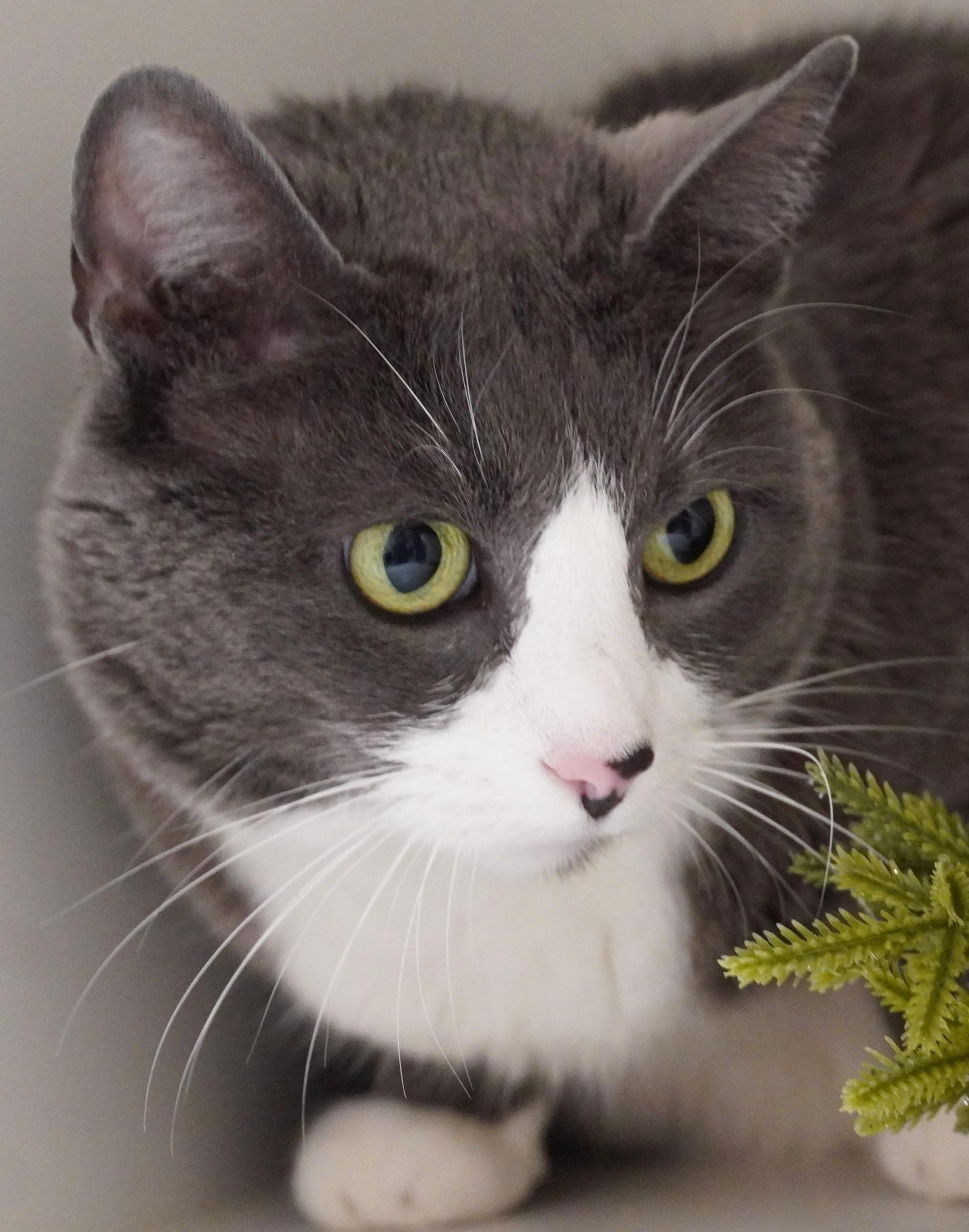 Scarlett, a ADOPTABLE Domestic Short Hair in Grants Pass, OR image 3/3