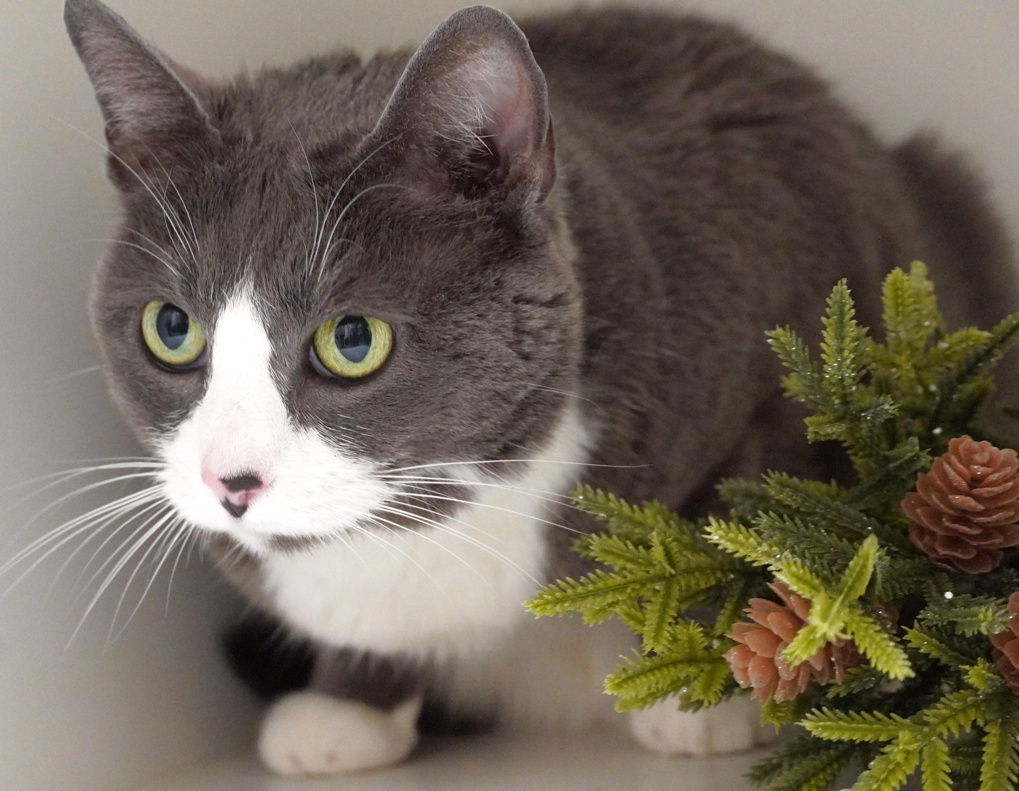 Scarlett, ADOPTABLE, Senior Female Domestic Short Hair.