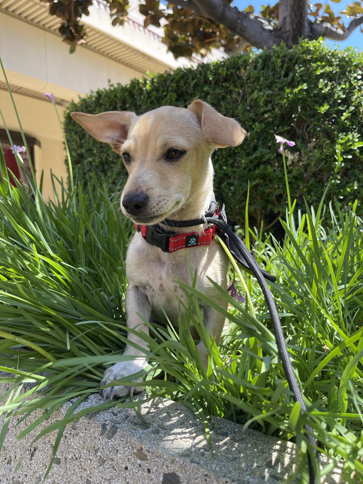 Glenn, a Adoptable mixed breed in San Jose, CA image 2/4