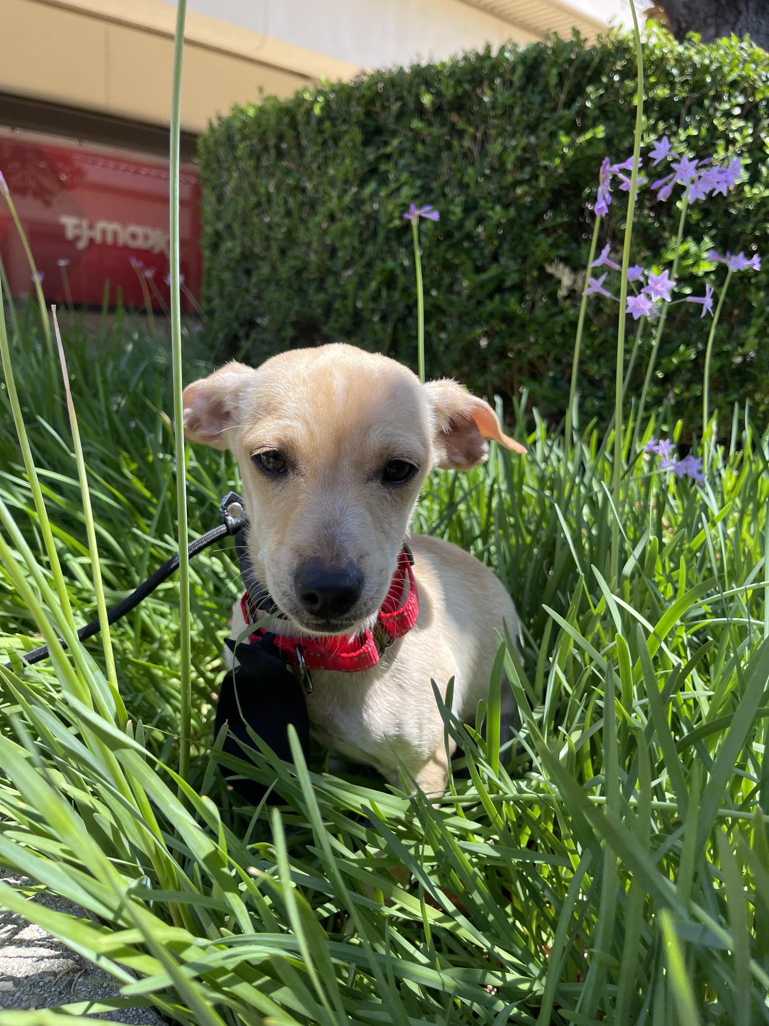 Glenn, Adoptable, Adult Male Chihuahua & Terrier.