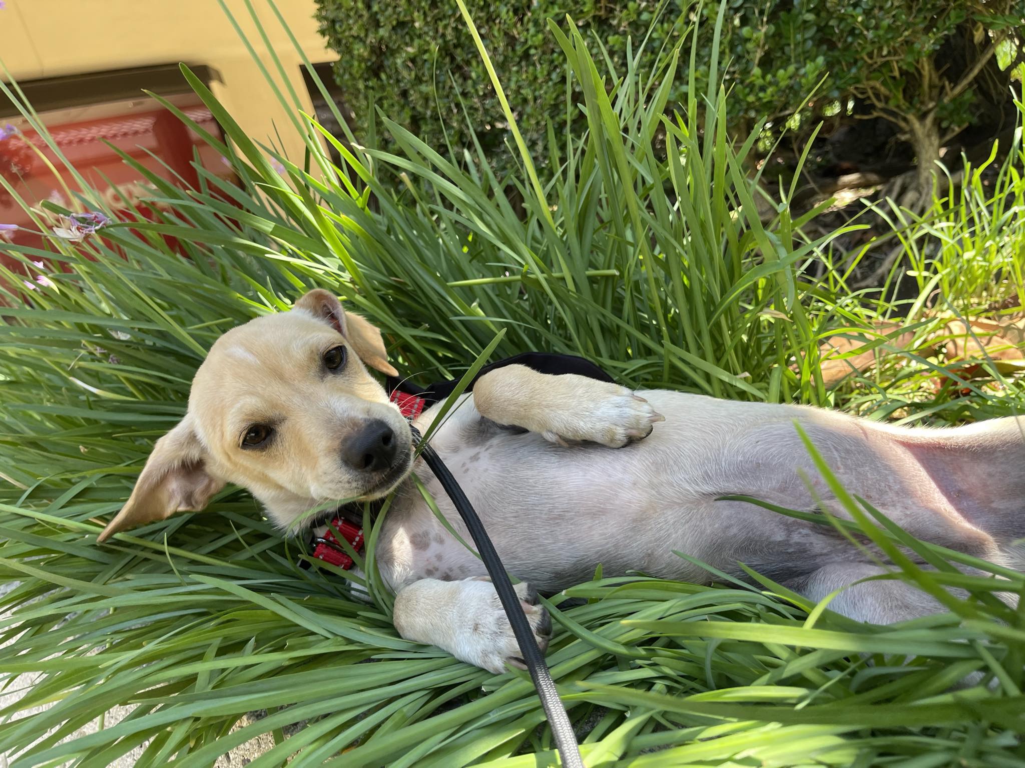 Glenn, a Adoptable mixed breed in San Jose, CA image 4/4