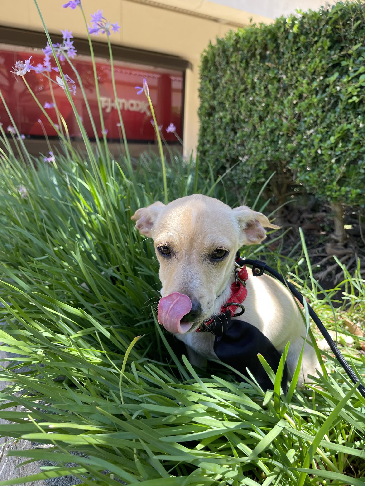 Glenn, a Adoptable mixed breed in San Jose, CA image 3/4