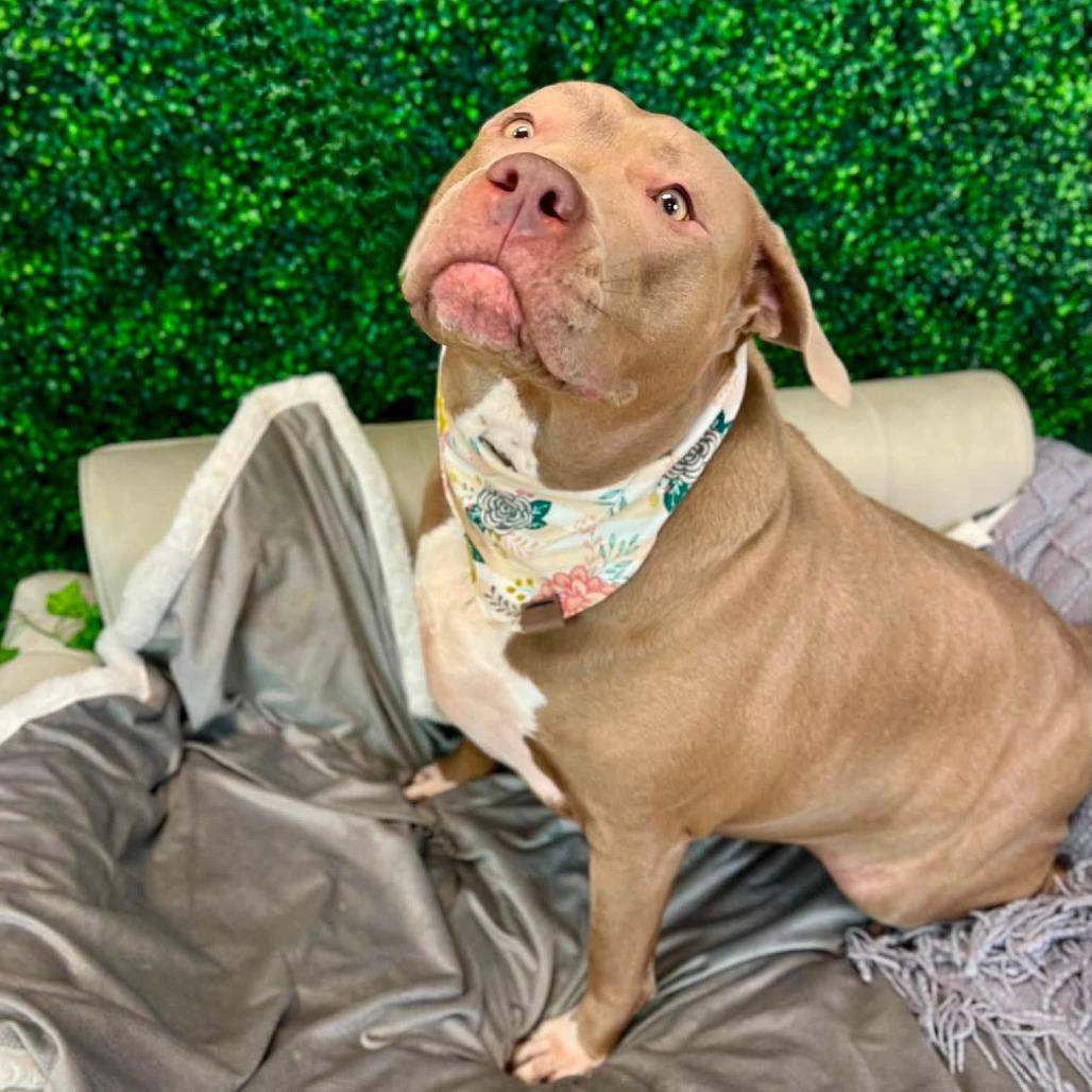 Enlarge Ava, a Adoptable Pit Bull Terrier in East Saint Louis, IL image 3/6