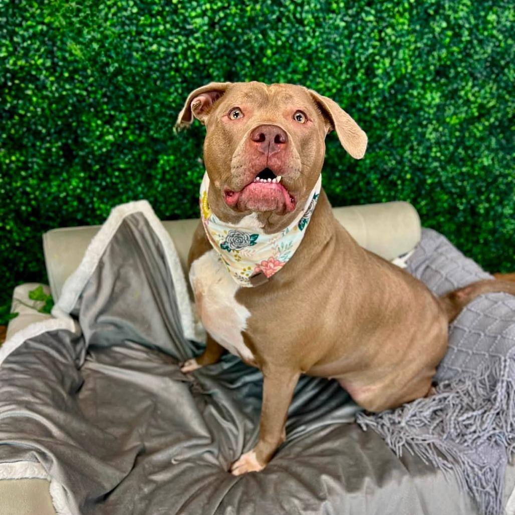 Ava, Adoptable, Adult Female Pit Bull Terrier.