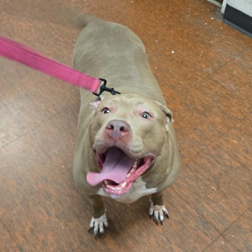 Enlarge Ava, a Adoptable Pit Bull Terrier in East Saint Louis, IL image 4/6