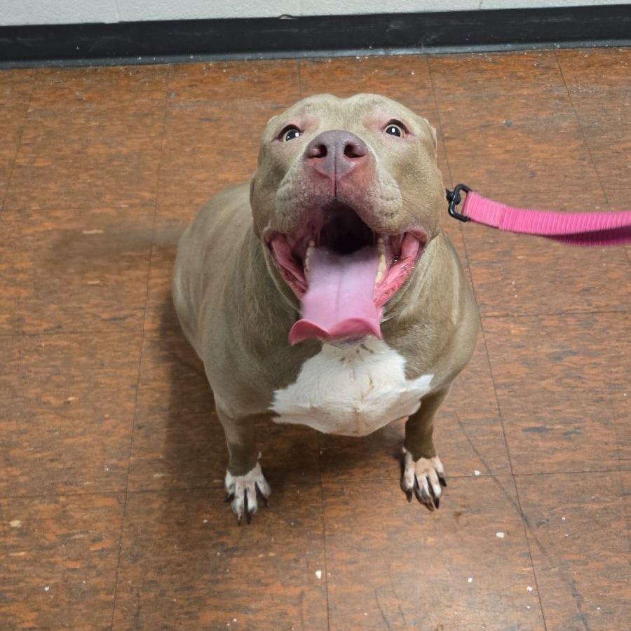 Enlarge Ava, a Adoptable Pit Bull Terrier in East Saint Louis, IL image 2/6