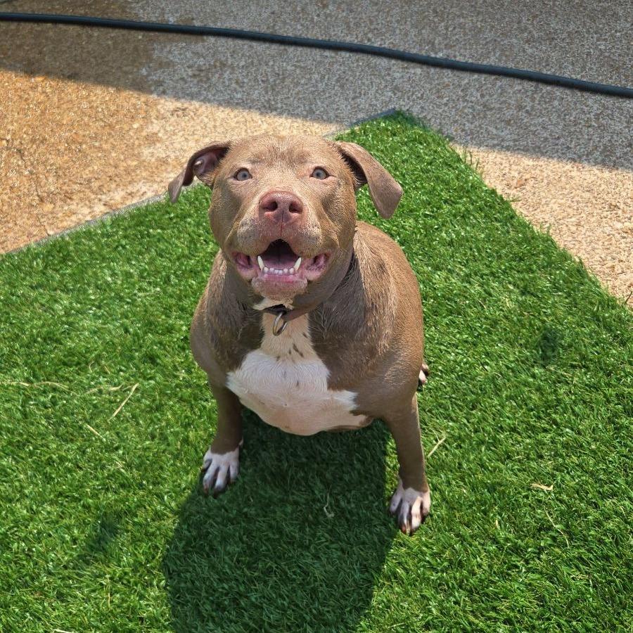 Enlarge Ava, a Adoptable Pit Bull Terrier in East Saint Louis, IL image 5/6
