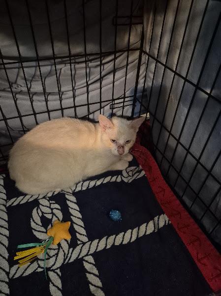Enlarge Khonsu, a Adopted Domestic Short Hair in Keansburg, NJ image 2/2