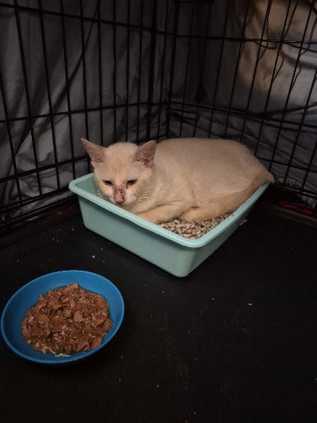 Enlarge Khonsu, a Adopted Domestic Short Hair in Keansburg, NJ image 1/2