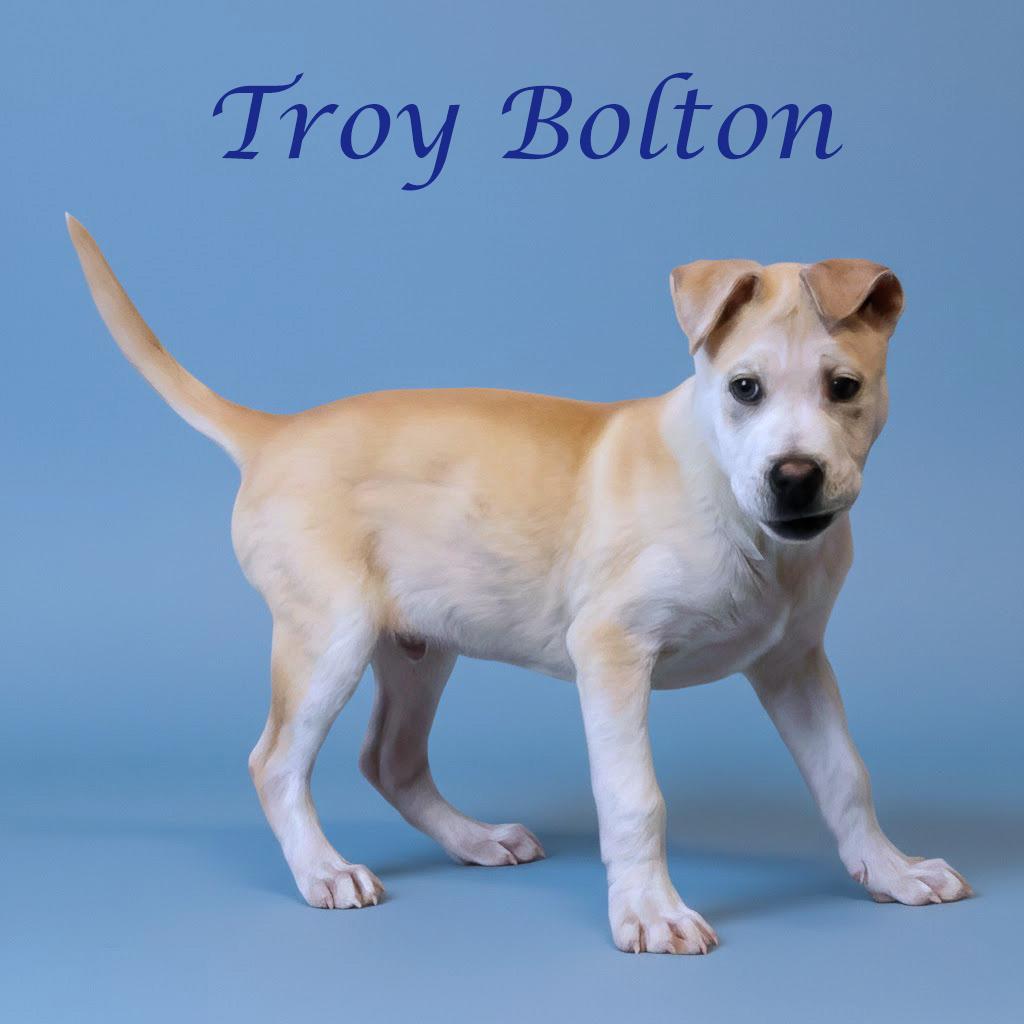 Enlarge Troy Bolton D26-031, a Adoptable Mixed Breed in Lebanon, TN image 1/6