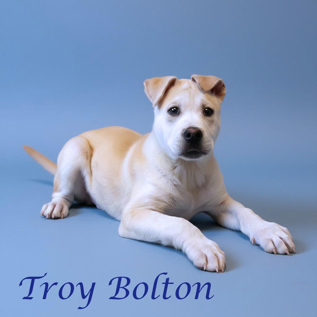 Enlarge Troy Bolton D26-031, a Adoptable Mixed Breed in Lebanon, TN image 2/6