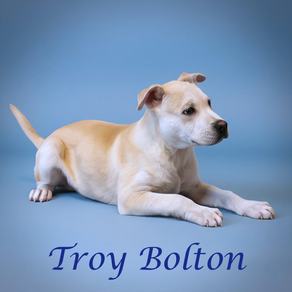Enlarge Troy Bolton D26-031, a Adoptable Mixed Breed in Lebanon, TN image 3/6