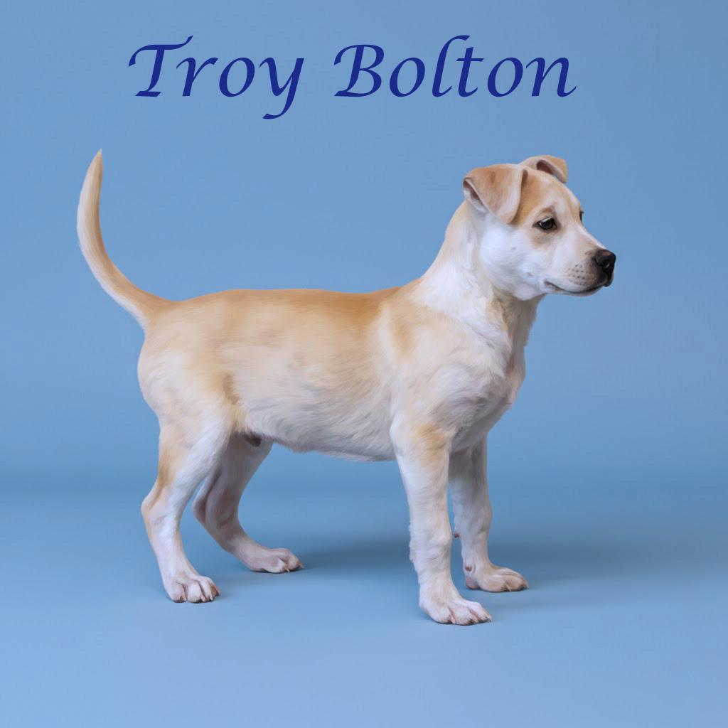 Enlarge Troy Bolton D26-031, a Adoptable Mixed Breed in Lebanon, TN image 6/6
